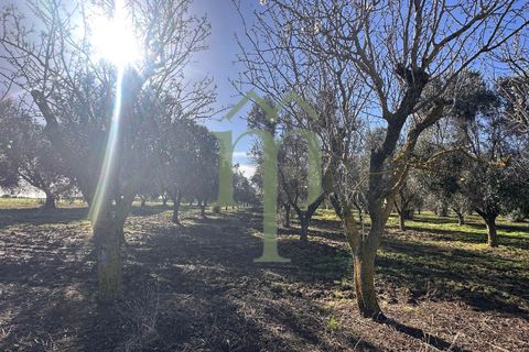 Ruinere i Brindisi, Brindisi, Brindisi - € 68.000 | Ref: Casolare Bern - foto 5
